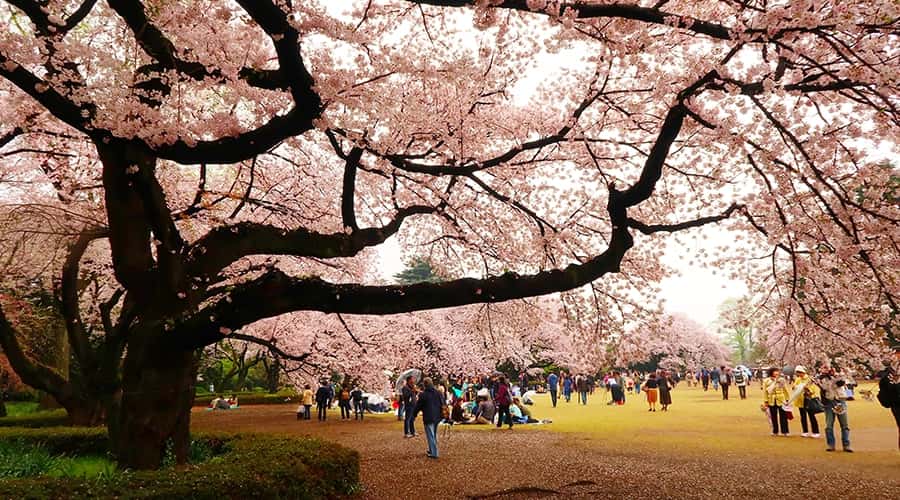 Japan Taiwan and South Korea